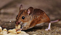 24 Hour & Emergency Exterminators in Rupert, PA